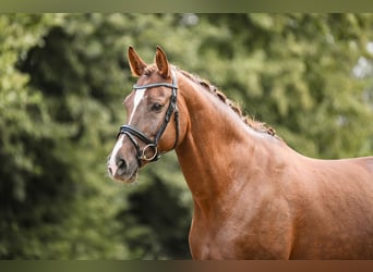 German Sport Horse, Mare, 11 years, 16,3 hh, Chestnut