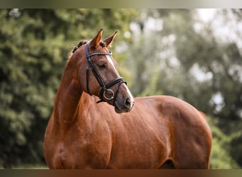 German Sport Horse, Mare, 11 years, 16,3 hh, Chestnut