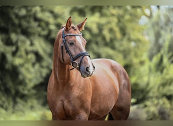 German Sport Horse, Mare, 11 years, 16,3 hh, Chestnut