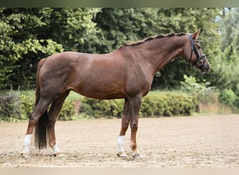 German Sport Horse, Mare, 11 years, 16,3 hh, Chestnut