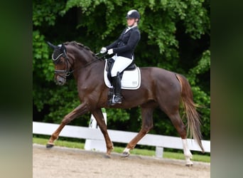 German Sport Horse, Mare, 11 years, 17.1 hh, Chestnut German Sport Horse, Mare, 11 years, 17.1 hh, Chestnut