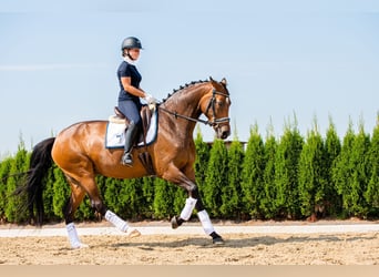 German Sport Horse, Mare, 11 years, 17 hh, Bay-Dark