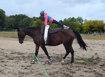 German Sport Horse, Mare, 11 years, 17 hh, Brown