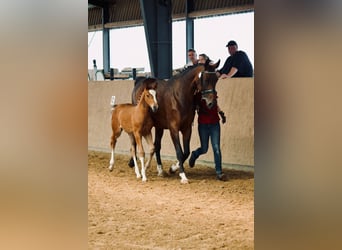 German Sport Horse, Mare, 11 years, 17 hh, Brown