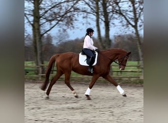 German Sport Horse, Mare, 11 years, 17 hh, Chestnut-Red