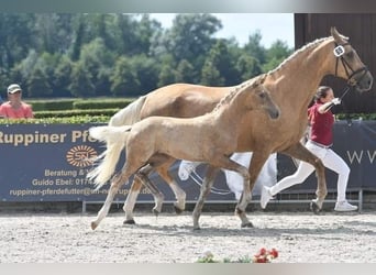 German Sport Horse, Mare, 11 years, 17 hh, Palomino