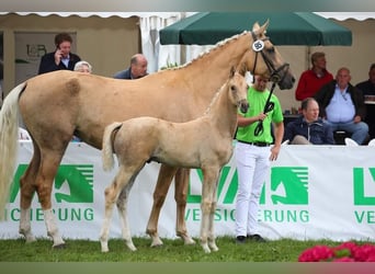 German Sport Horse, Mare, 11 years, 17 hh, Palomino
