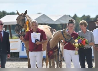 German Sport Horse, Mare, 11 years, 17 hh, Palomino
