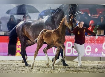 German Sport Horse, Mare, 11 years, 17,1 hh, Bay-Dark