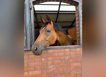 German Sport Horse, Mare, 11 years, 18 hh, Brown
