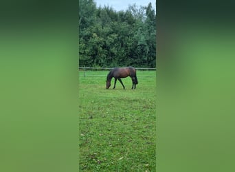 German Sport Horse, Mare, 11 years, Bay-Dark