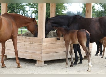 German Sport Horse, Mare, 11 years, Black