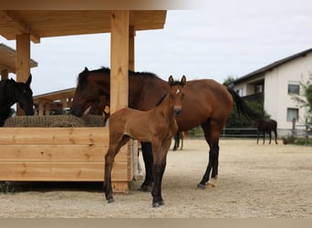 German Sport Horse, Mare, 11 years, Black