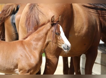 German Sport Horse, Mare, 11 years, Black