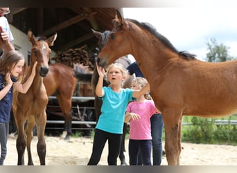 German Sport Horse, Mare, 11 years, Black