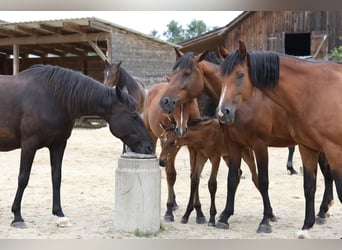 German Sport Horse, Mare, 11 years, Black