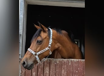 German Sport Horse, Mare, 12 years, 15.2 hh, Brown