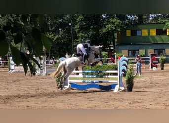 German Sport Horse, Mare, 12 years, 15.2 hh, Gray-Fleabitten