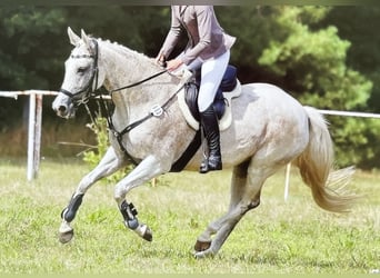 German Sport Horse, Mare, 12 years, 15.2 hh, Gray-Fleabitten
