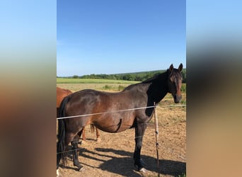 German Sport Horse, Mare, 12 years, 15.3 hh, Bay-Dark