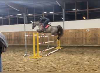German Sport Horse, Mare, 12 years, 15.3 hh, Chestnut-Red