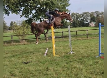 German Sport Horse, Mare, 12 years, 15.3 hh, Chestnut-Red