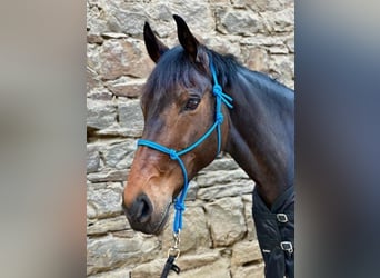 German Sport Horse, Mare, 12 years, 16.1 hh, Bay-Dark