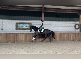 German Sport Horse, Mare, 12 years, 16.1 hh, Bay-Dark