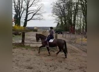 German Sport Horse, Mare, 12 years, 16.1 hh, Brown