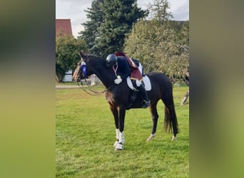 German Sport Horse, Mare, 12 years, 16.1 hh, Brown