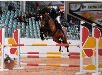 German Sport Horse, Mare, 12 years, 16.1 hh, Brown