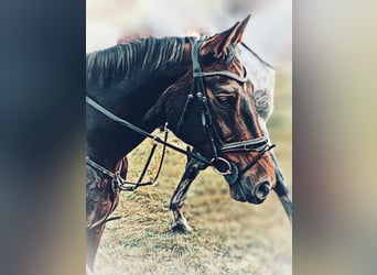 German Sport Horse, Mare, 12 years, 16.2 hh, Brown