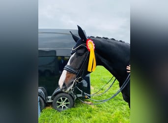 German Sport Horse, Mare, 12 years, 16.2 hh, Smoky-Black