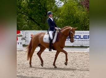 German Sport Horse, Mare, 12 years, 16.3 hh, Chestnut-Red