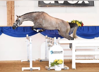 German Sport Horse, Mare, 12 years, 16.3 hh, Gray