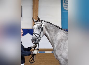German Sport Horse, Mare, 12 years, 16.3 hh, Gray