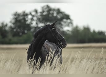 German Sport Horse, Mare, 12 years, 16 hh, Bay-Dark