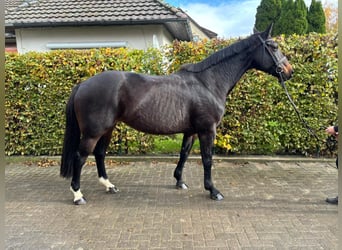 German Sport Horse, Mare, 12 years, 16 hh, Bay-Dark