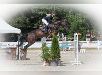German Sport Horse, Mare, 12 years, 16 hh, Bay-Dark