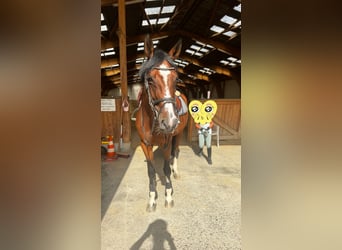 German Sport Horse, Mare, 12 years, 16 hh, Brown