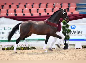 German Sport Horse, Mare, 12 years, 16,1 hh, Bay-Dark