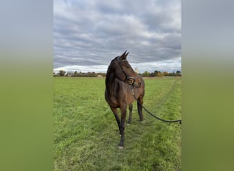 German Sport Horse, Mare, 12 years, 16,2 hh, Bay-Dark