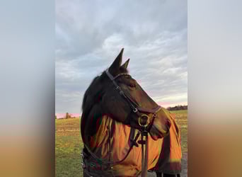 German Sport Horse, Mare, 12 years, 16,2 hh, Brown