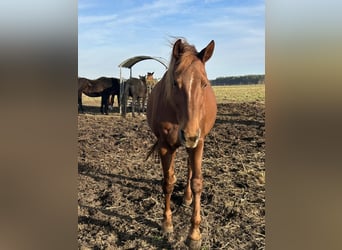 German Sport Horse, Mare, 12 years, 16,2 hh, Chestnut