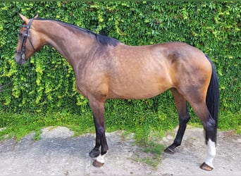 German Sport Horse, Mare, 12 years, 17.1 hh, Brown