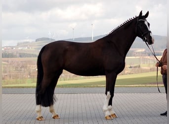 German Sport Horse, Mare, 12 years, 17 hh, Black