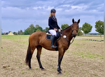 German Sport Horse, Mare, 12 years, 17 hh, Brown
