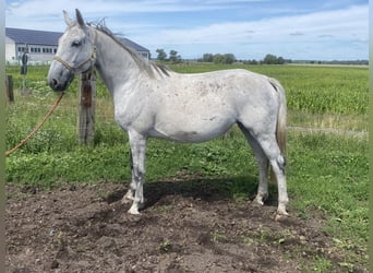 German Sport Horse, Mare, 12 years, 17 hh, Gray