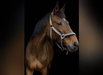 German Sport Horse, Mare, 12 years, Brown