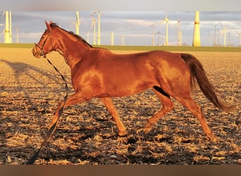 German Sport Horse, Mare, 12 years, Chestnut-Red